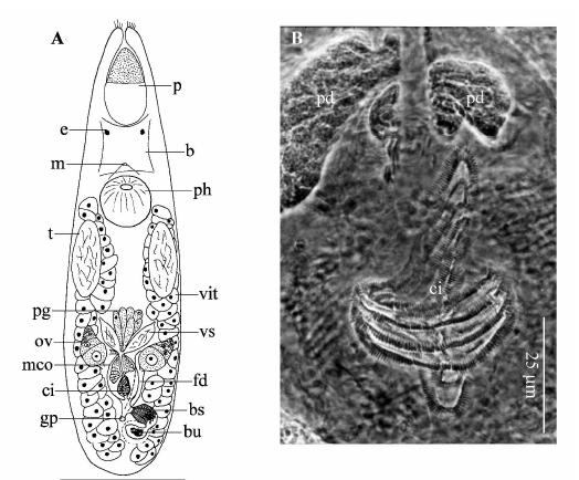 Представитель Семейства Koinocystididae